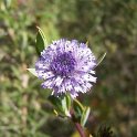 Globularia alypum